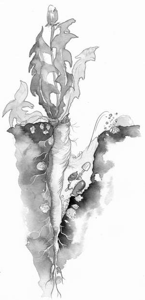 Un nain qui désherbe, illustration de Birgit Kilian-Debord